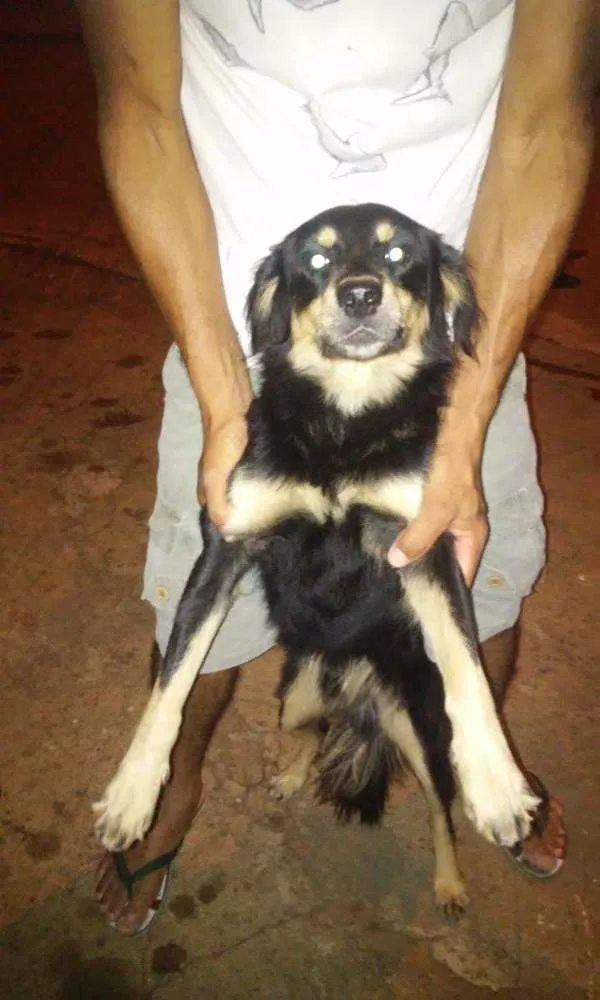 Cachorro ra a Vira lata idade 2 anos nome Meninão