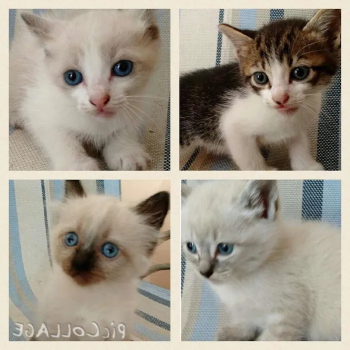Gato ra a Raça não definida  idade Abaixo de 2 meses nome Sem nome