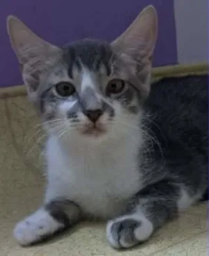 Gato raça SRD idade Abaixo de 2 meses nome Filhotes