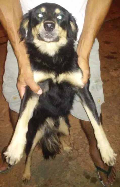 Cachorro ra a Vira lata idade 2 anos nome Meninão