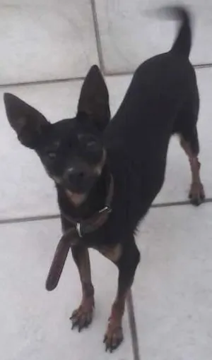 Cachorro raça Pinscher idade 3 anos nome Meg