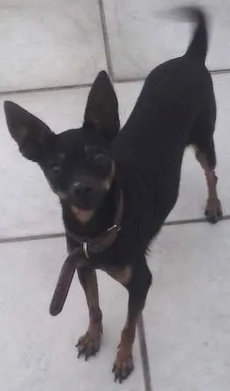 Cachorro ra a Pinscher idade 3 anos nome Meg