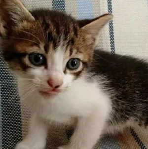 Gato raça Raça não definida  idade Abaixo de 2 meses nome Sem nome