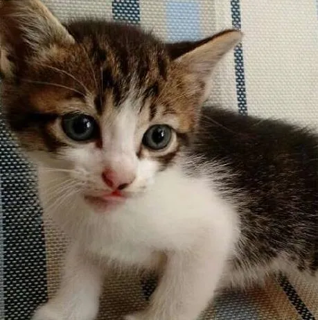 Gato ra a Raça não definida  idade Abaixo de 2 meses nome Sem nome