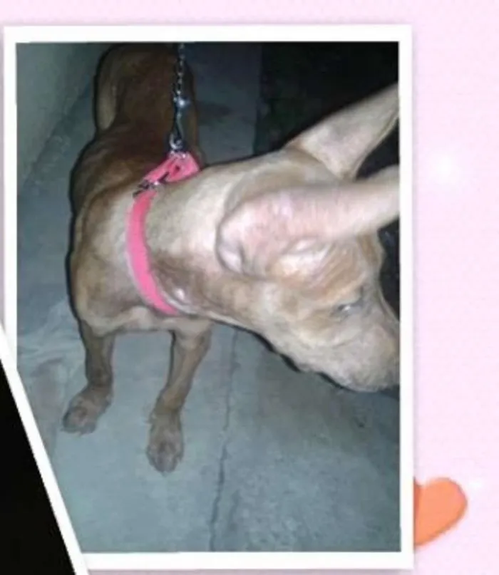 Cachorro raça Pit-Bull  idade 1 ano nome roby