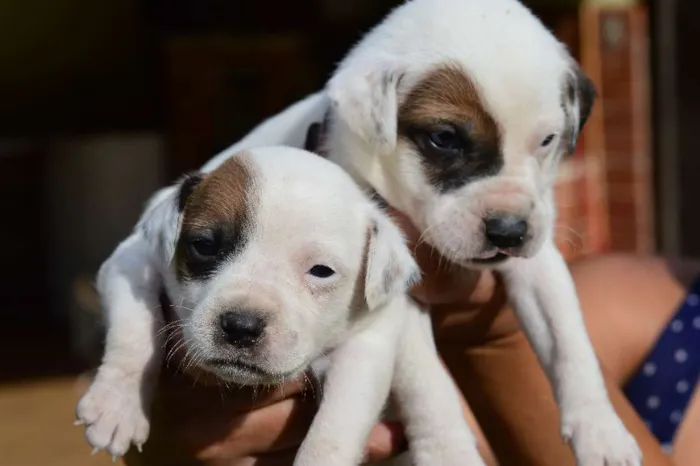 Cachorro ra a indefinida idade Abaixo de 2 meses nome Pit