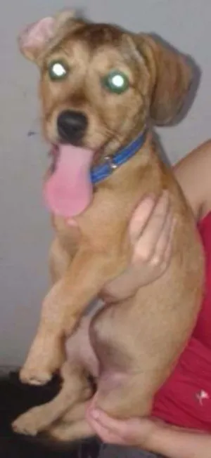Cachorro raça SRD idade 2 a 6 meses nome Shiva