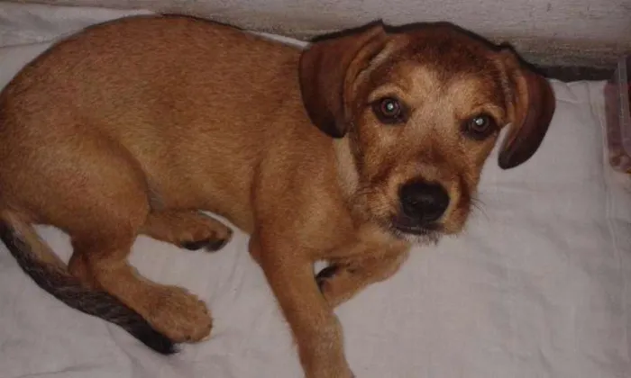 Cachorro ra a SRD idade 2 a 6 meses nome Shiva