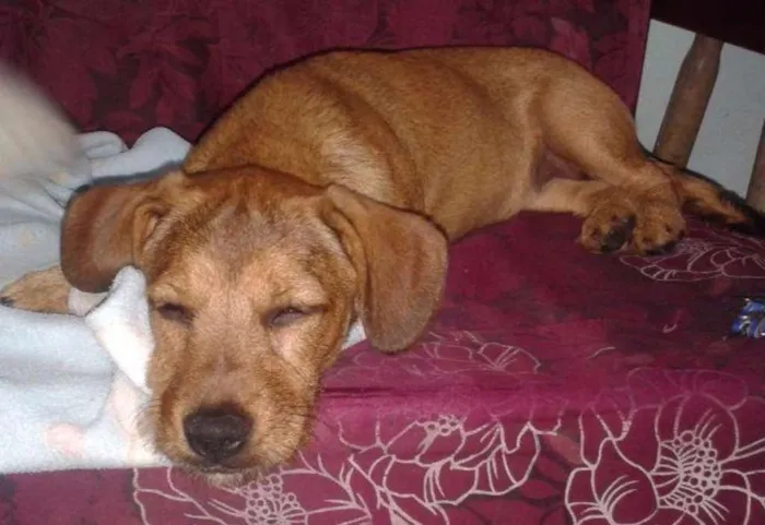 Cachorro ra a SRD idade 2 a 6 meses nome Shiva