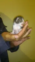 Gatinhos