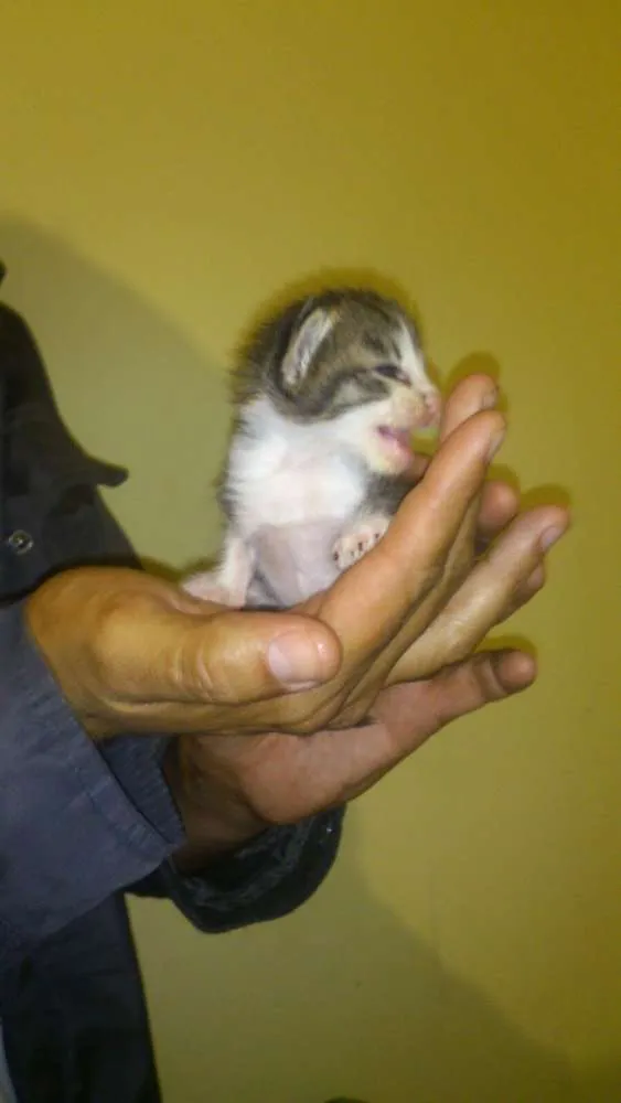 Gato ra a Sem raça idade Abaixo de 2 meses nome Gatinhos