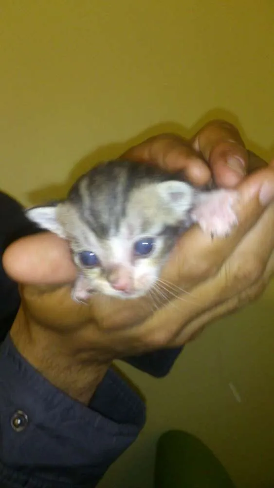 Gato ra a Sem raça idade Abaixo de 2 meses nome Gatinhos