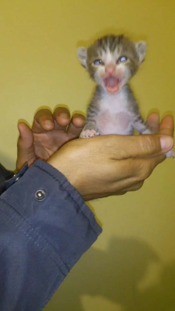 Gato ra a Sem raça idade Abaixo de 2 meses nome Gatinhos
