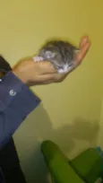 Gatinhos