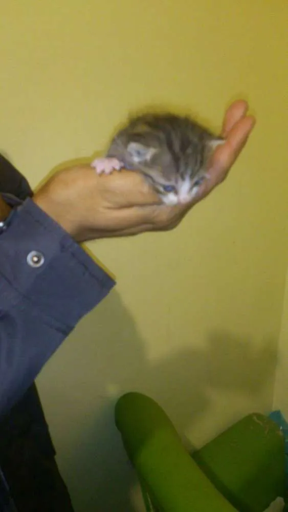 Gato ra a Sem raça idade Abaixo de 2 meses nome Gatinhos