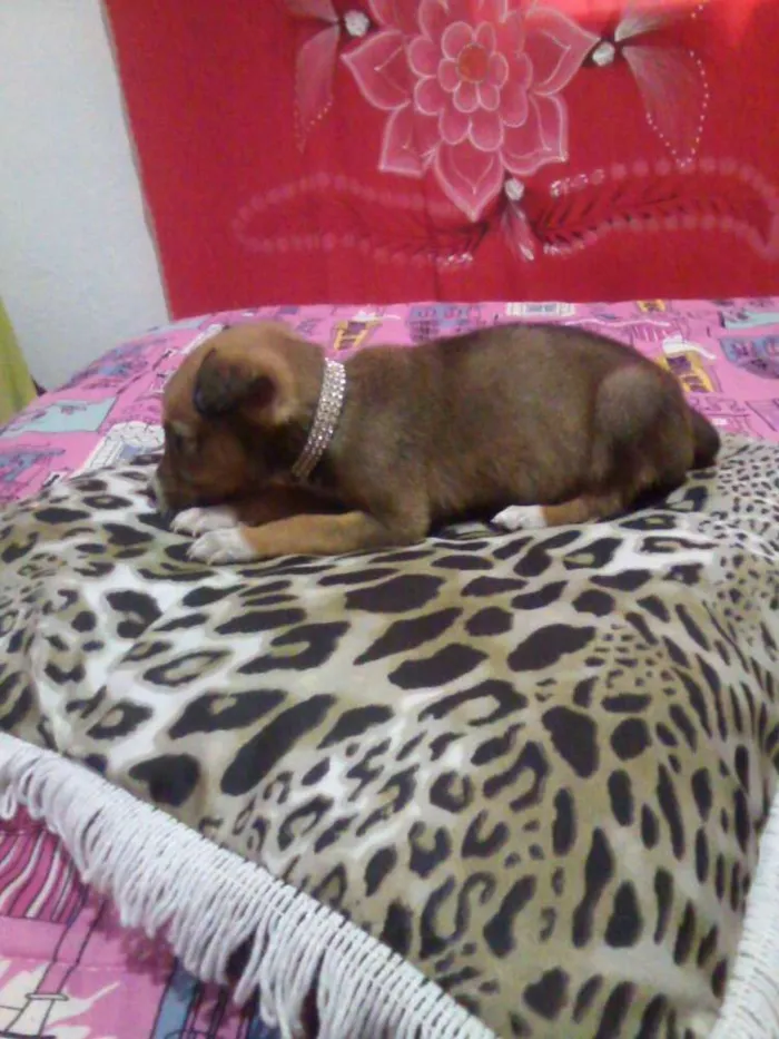 Cachorro ra a SRD idade 2 a 6 meses nome filhotes