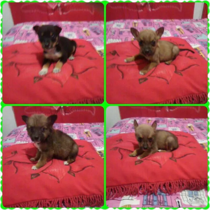 Cachorro ra a SRD idade 2 a 6 meses nome filhotes