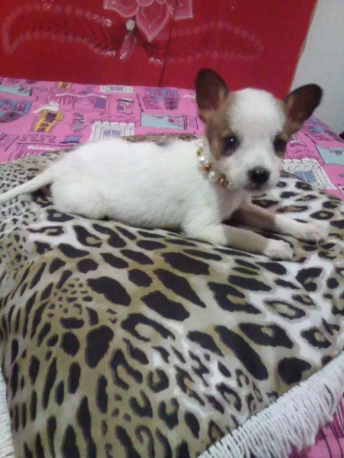 Cachorro ra a SRD idade 2 a 6 meses nome filhotes
