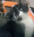 Tiquita