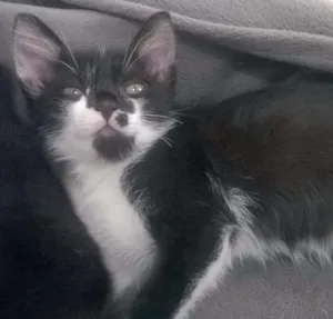 Gato raça SRD idade Abaixo de 2 meses nome Tiquita
