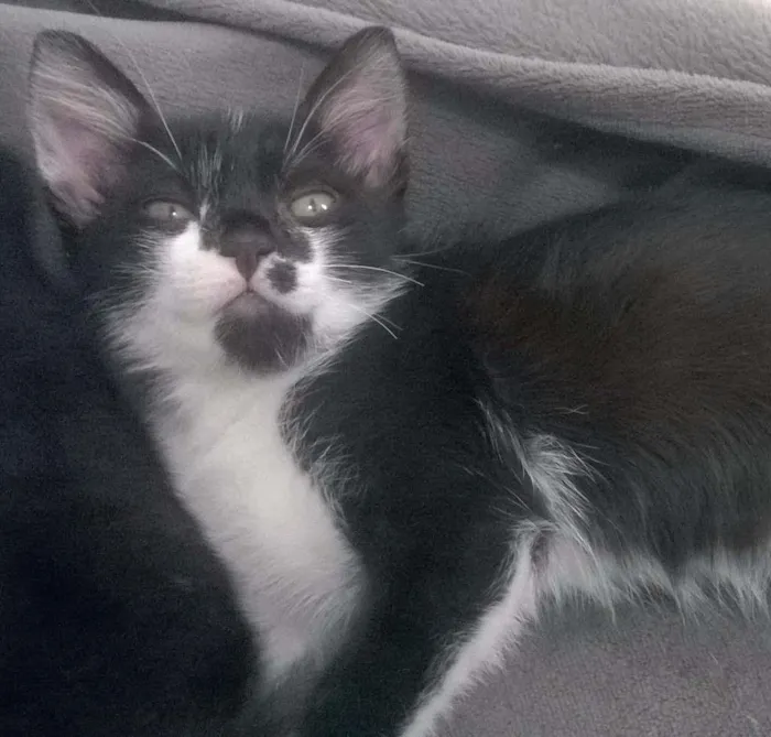Gato ra a SRD idade Abaixo de 2 meses nome Tiquita