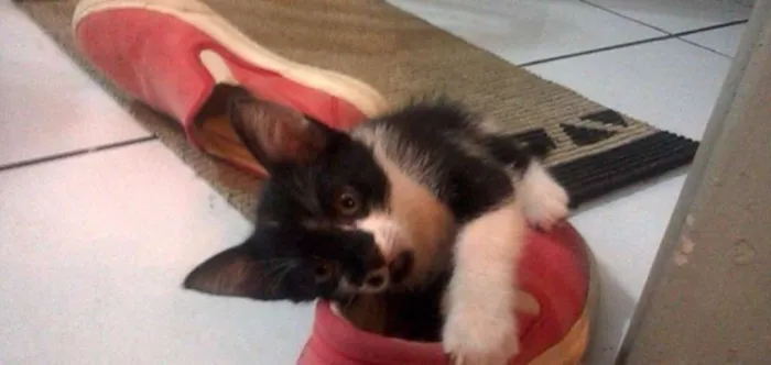 Gato ra a SRD idade Abaixo de 2 meses nome Tiquita