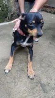 Pipa