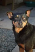 Tekila