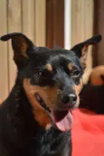 Tekila