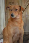 Oscar