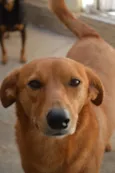 Oscar