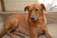 Oscar