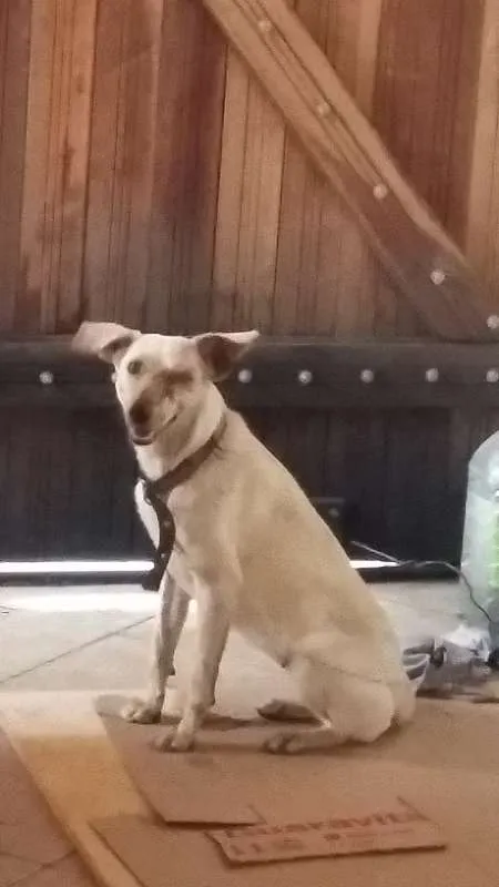 Cachorro raça virá lata idade 1 ano nome zaza