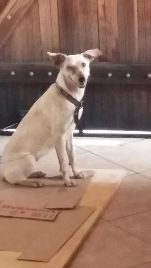 Cachorro raça virá lata idade 1 ano nome zaza