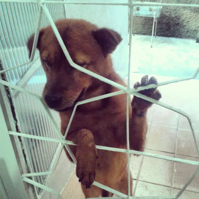 Cachorro raça chow chow idade  nome tobby