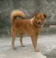 tobby