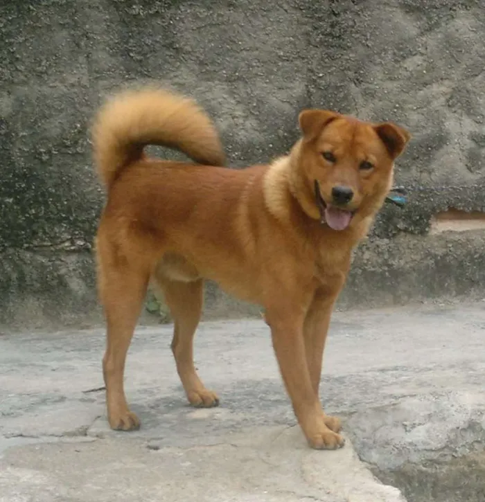 Cachorro raça chow chow idade  nome tobby