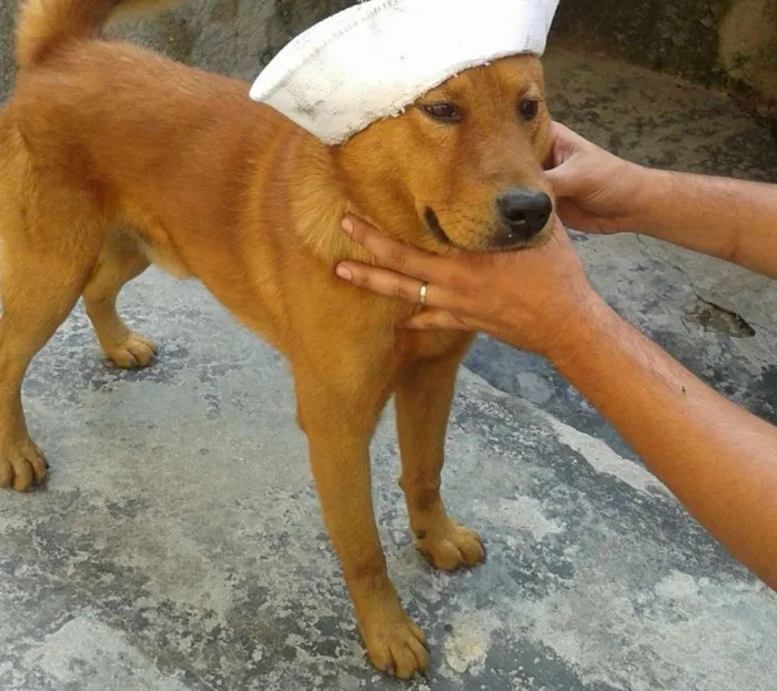 Cachorro raça chow chow idade  nome tobby