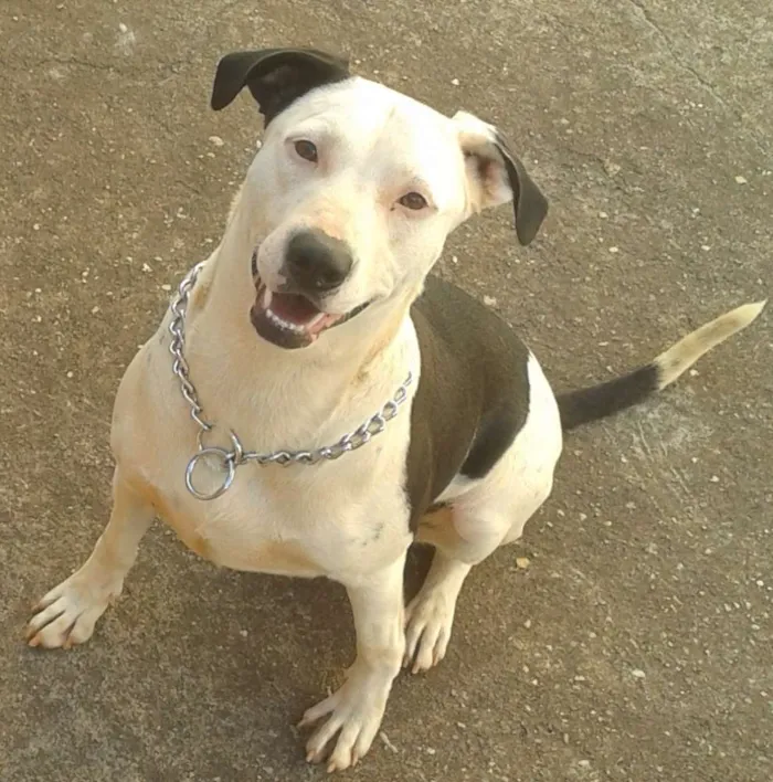 Cachorro ra a Vira Lata idade 1 ano nome Dalila