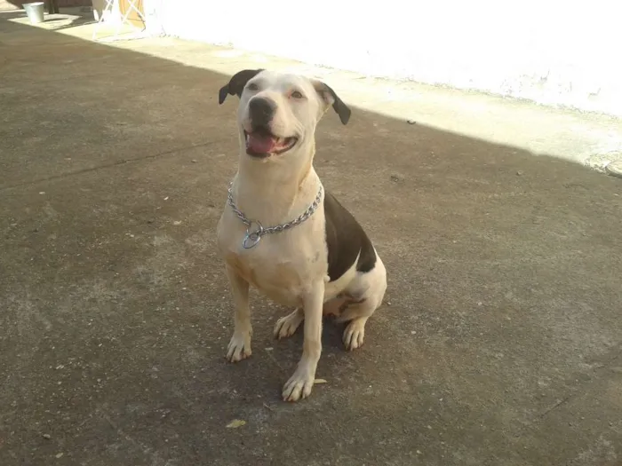 Cachorro ra a Vira Lata idade 1 ano nome Dalila