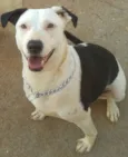 Dalila