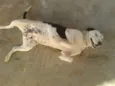 Dalila