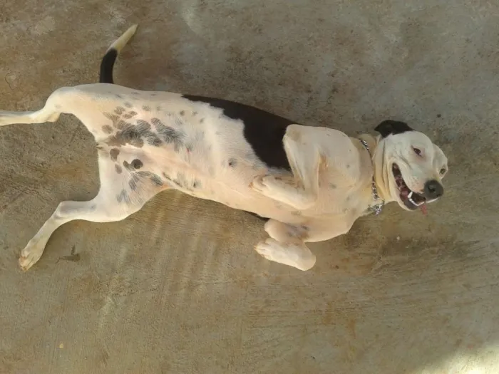 Cachorro ra a Vira Lata idade 1 ano nome Dalila