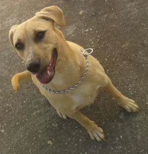 Cachorro raça Vira-Lata idade 1 ano nome Judith
