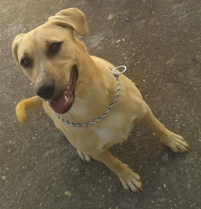 Cachorro ra a Vira-Lata idade 1 ano nome Judith