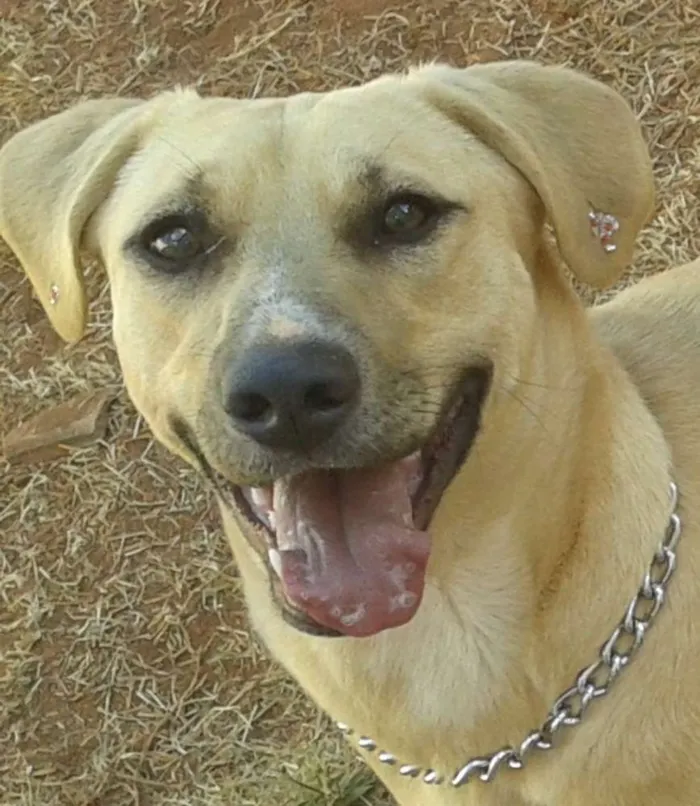 Cachorro ra a Vira-Lata idade 1 ano nome Judith
