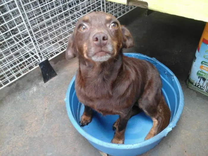 Cachorro ra a Pinscher idade 3 anos nome Natasha