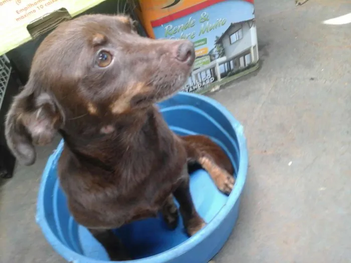 Cachorro ra a Pinscher idade 3 anos nome Natasha