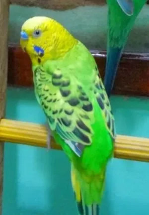 Cachorro raça Periquito Australiano idade 5 anos nome Chico GRATIFICA