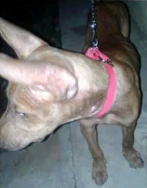 Cachorro raça Pit-Bull  idade 1 ano nome roby